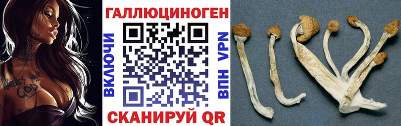 закладки  Туринск  Псилоцибиновые грибы Cubensis 